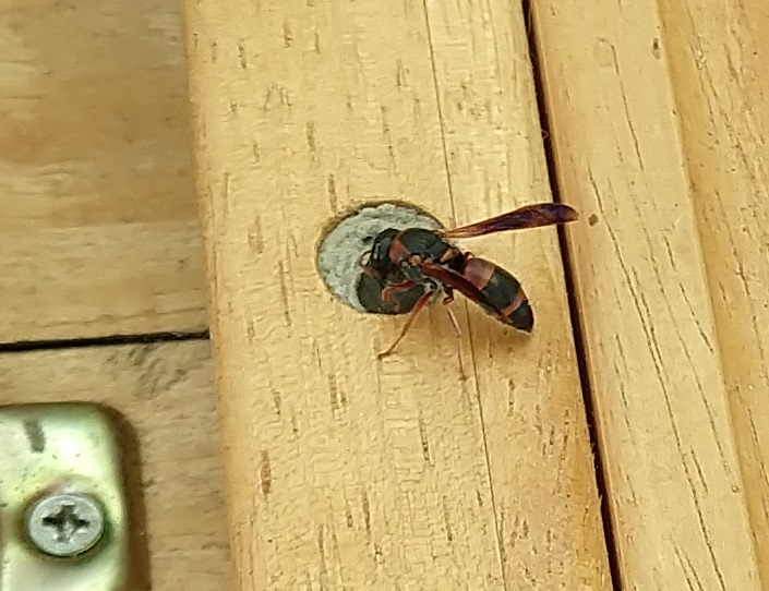 Red and Black Mason Wasp – therealmgreene